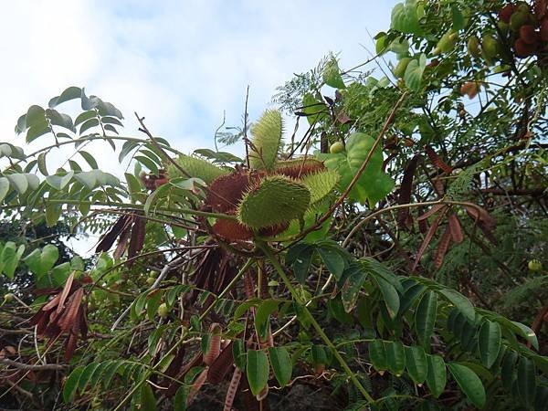 模里西斯-植物