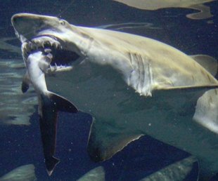 驚悚「鯊吞鯊」！　日本水族館險釀「命案」