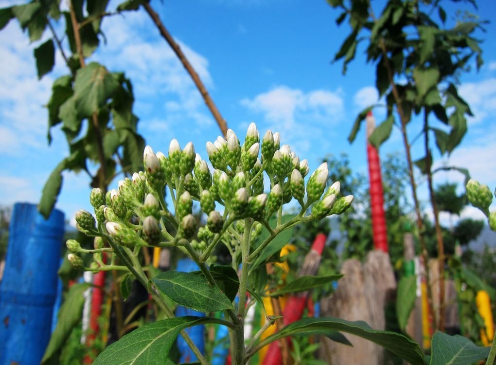 06.扁桃斑鳩菊.jpg