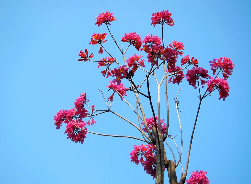 25.粉花紅鈴木.jpg