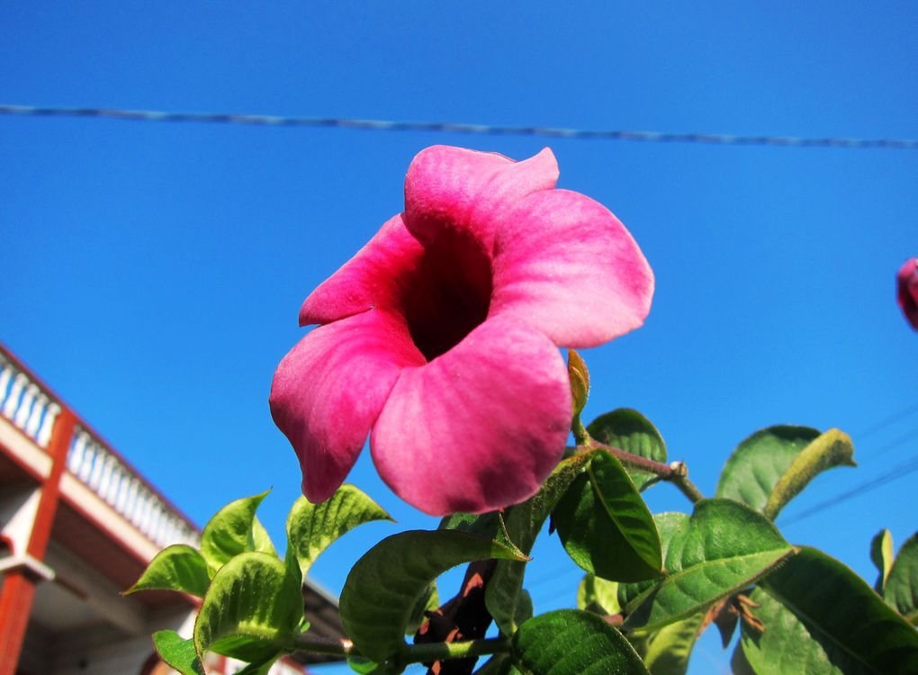 03.粉花.jpg