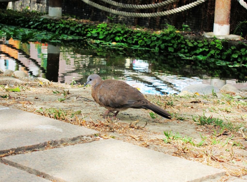 21.斑鳩.jpg