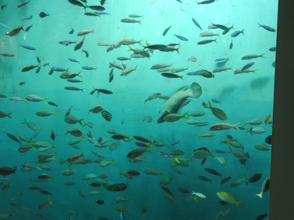 03.好多魚.jpg