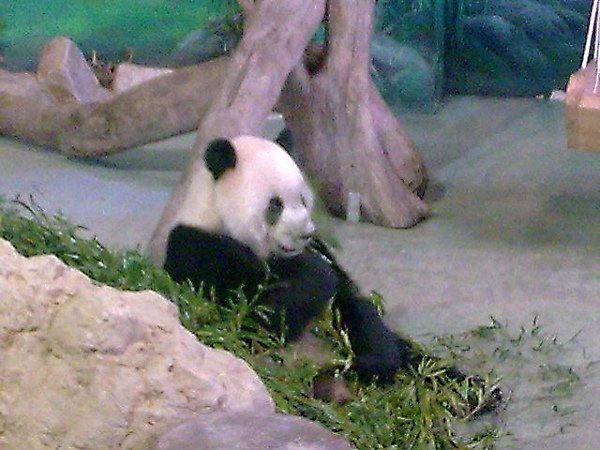 070 panda6.jpg