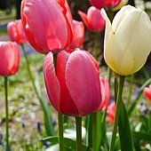0511 円山公園09