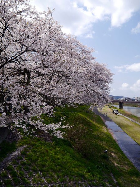 0408 足羽川14