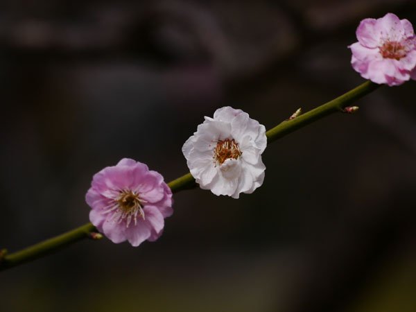 0409 高岡古城公園14
