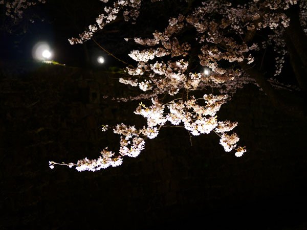 0408 金澤城公園夜櫻12