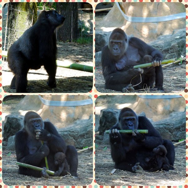 0828 上野動物園10