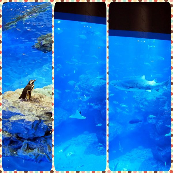 0208 水族館06.JPG