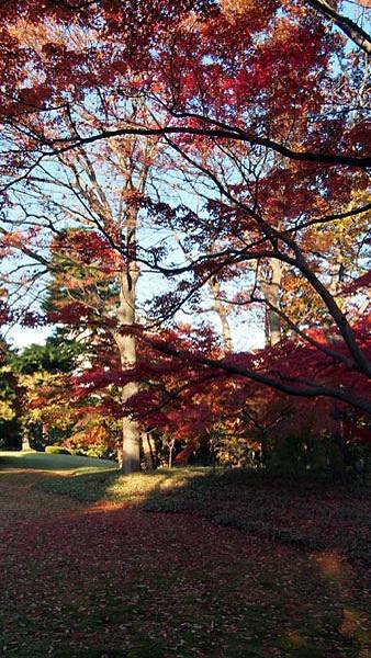 殿ヶ谷戶庭園06.JPG