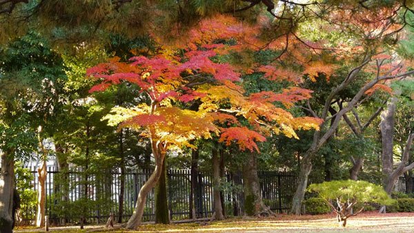 殿ヶ谷戶庭園08.JPG