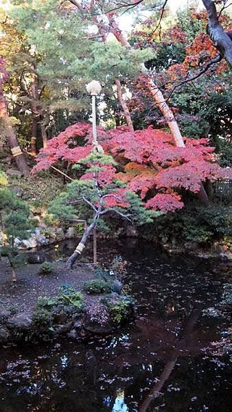 殿ヶ谷戶庭園10.JPG