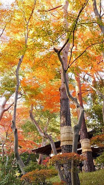 殿ヶ谷戶庭園14.JPG