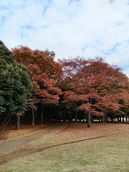 1120-小金井公園13.JPG