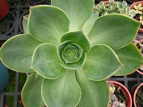 Aeonium calderense03.JPG