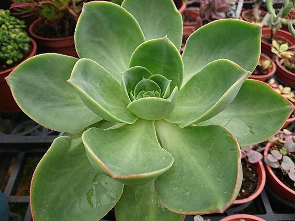 Aeonium calderense02.JPG