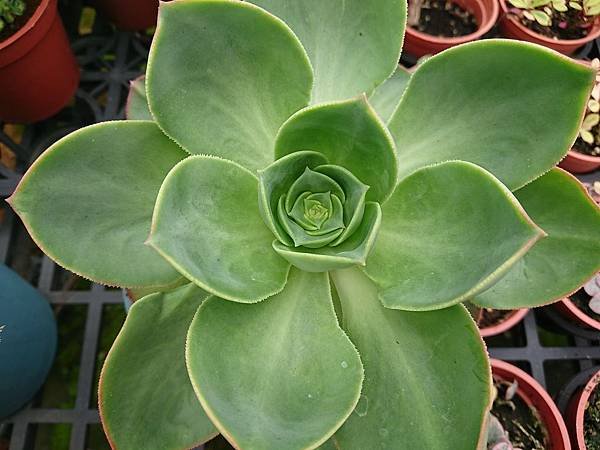 Aeonium calderense01.JPG