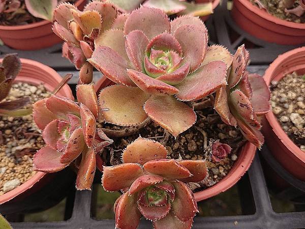 Aeonium decorum v. minor 01.JPG