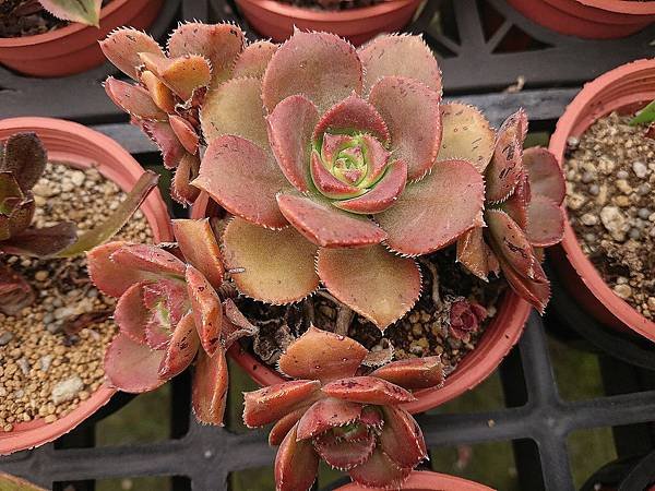 Aeonium decorum v. minor 02.JPG