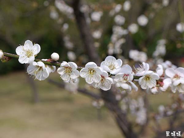 清大梅園 (15).JPG