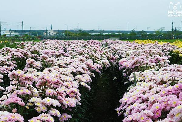 社頭雙義路粉色花田1.jpg