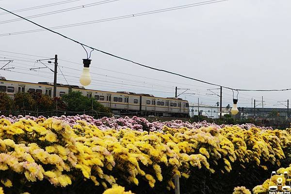 社頭雙義路黃粉色花田和區間號列車.jpg