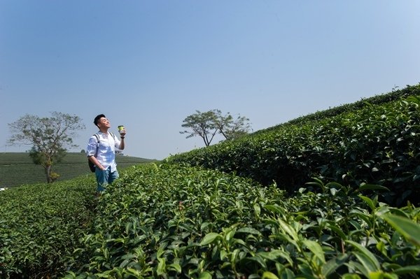 翠峰茶園WMW_3945.jpg