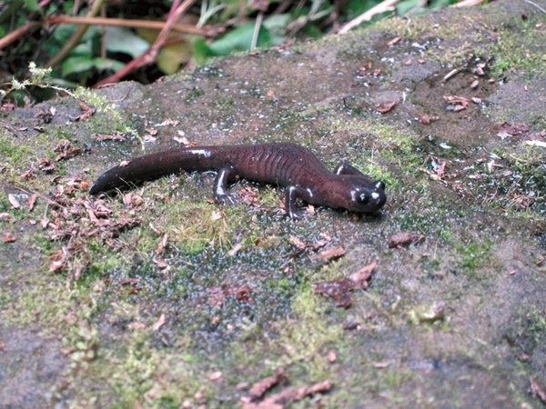 阿里山山椒魚.jpg