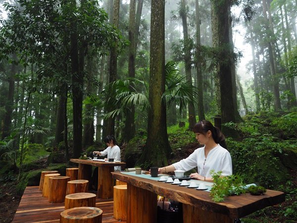 頂湖地衣茶席阿里山四季茶旅.JPG