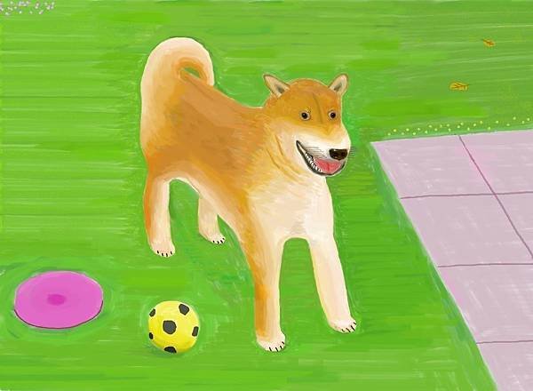 6491-柴犬20170209.jpg