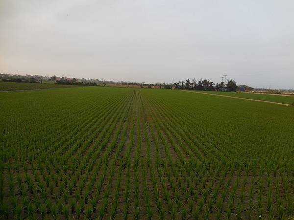 5823-綠油油水稻田-DSCN1906.JPG