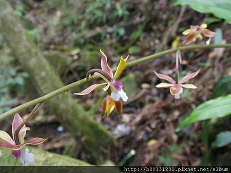 纖花根節蘭(蘭科根節蘭屬).20140409-3