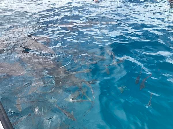 馬爾地夫DAY2-馬富士島(護士鯊、魟魚)