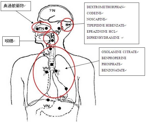 咳嗽藥物的作用點