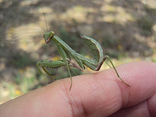 寬腹螳螂 (若蟲