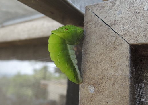 105-04-22 0553烏鴉鳳蝶幼蟲.jpg