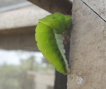 105-04-22 0553烏鴉鳳蝶幼蟲0.jpg