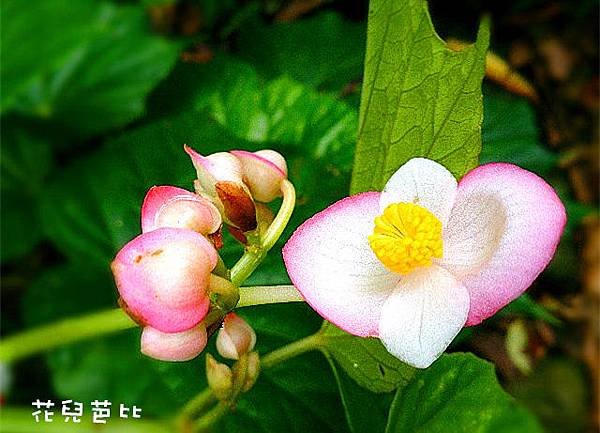 紅河谷越嶺古道9 花