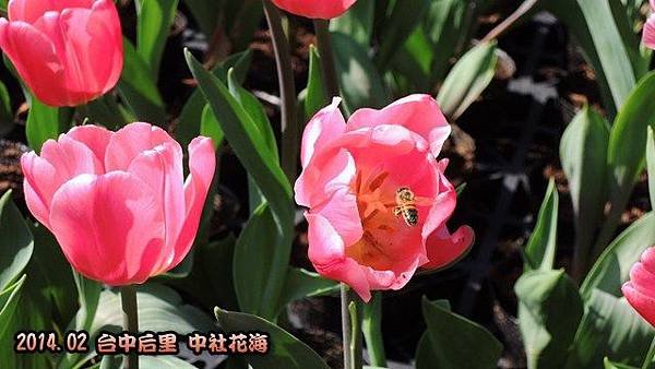 中社花海