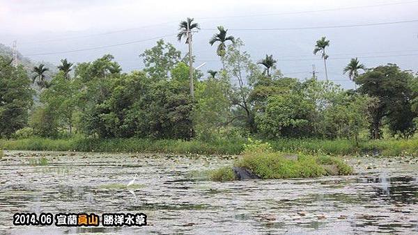 勝洋水草