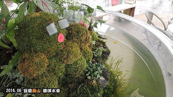 勝洋水草