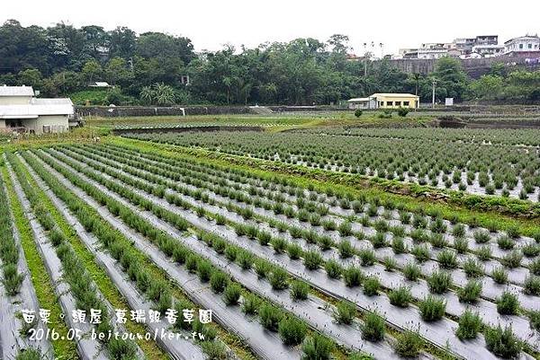 葛瑞絲香草園