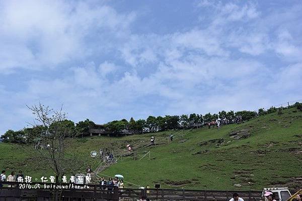 青青草園