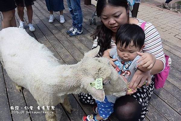 青青草園