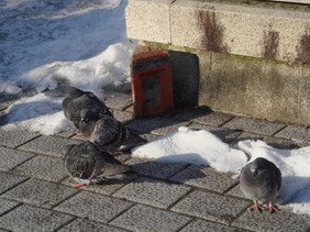 高山老街的肥鴿子