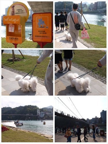 比熊犬碧潭1.jpg