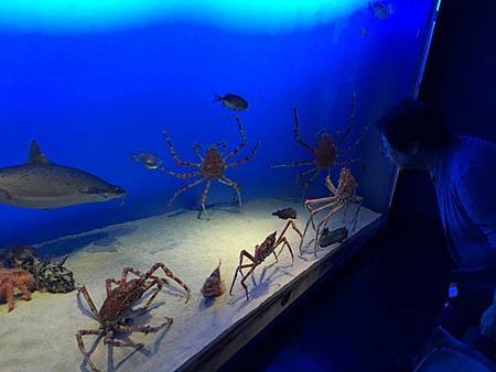 鳥羽水族館-43.JPG