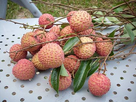 有機糯米荔枝 (2).JPG
