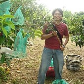 20110619荔枝採收-天賜有機農場 (1).JPG